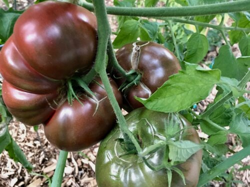 Tomato - Cherokee Purple